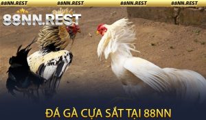 Đá Gà Cựa Sắt