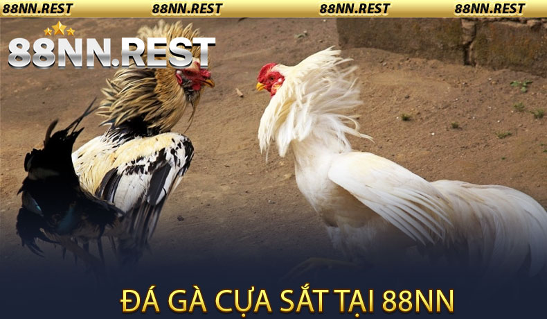 Đá Gà Cựa Sắt